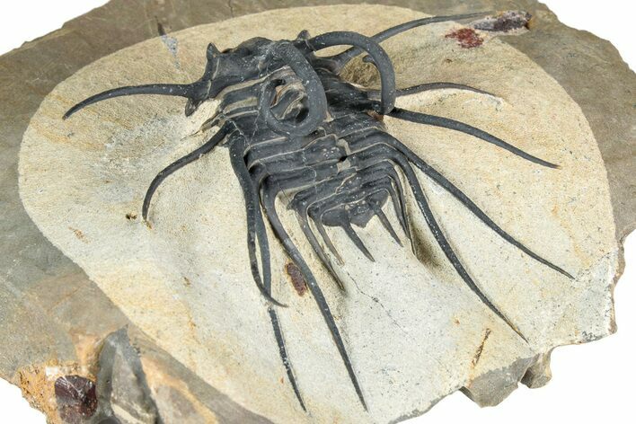 Insane, Spiny Dicranurus Trilobite - Atchana, Morocco #339399